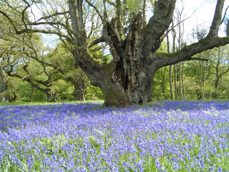Ancient Tree and Bluebell Walk